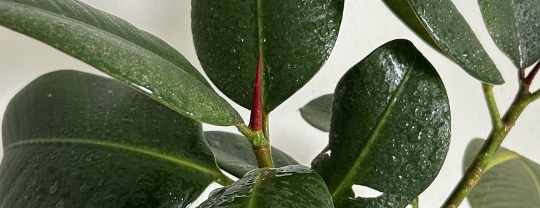 Image of plant, purely aesthethic.